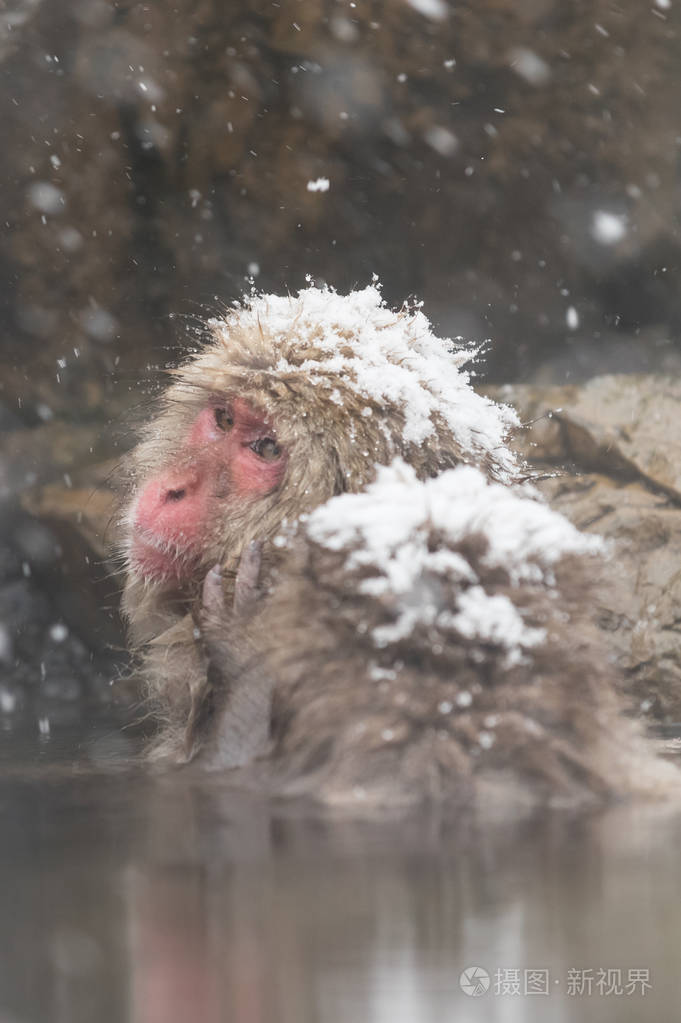 地狱谷猴公园, 猴子沐浴在自然温泉在长野, 日本
