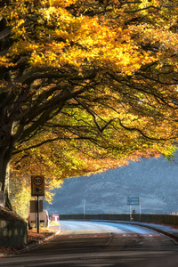 穿过秋树的宽阔蜿蜒的道路图片