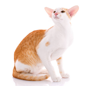 红猫 peterbald 东方猫