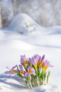 首先蓝红花，春天藏红花在蓬松的雪花