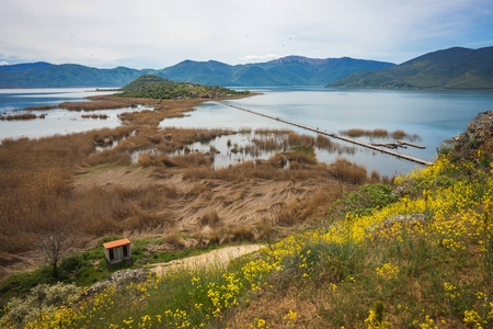 希腊 Prespa 湖坡上的花草甸