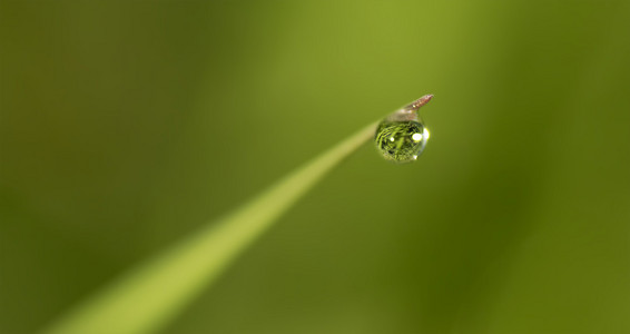 草地上的雨滴