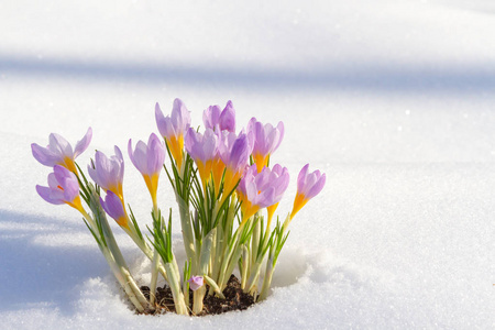 首先蓝红花，春天藏红花在蓬松的雪花