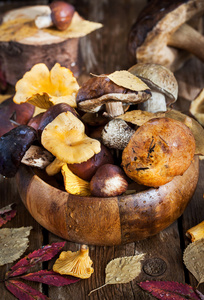 秋天的森林野生食用蘑菇的混合图片