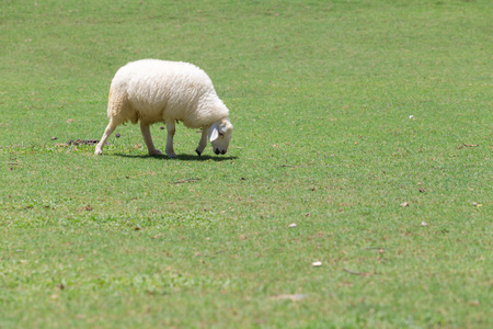 羊在吃草