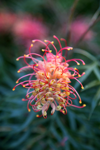 Grevillea 的特写