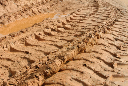 地基上的鳄鱼图片