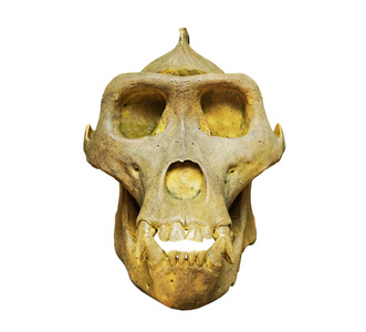 头骨的猴子大猩猩在白色背景上的头骨照片