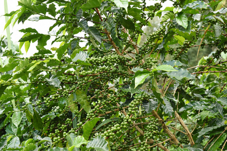绿色的咖啡豆图片