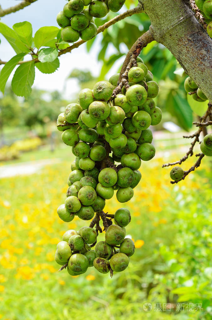 泰国无花果树