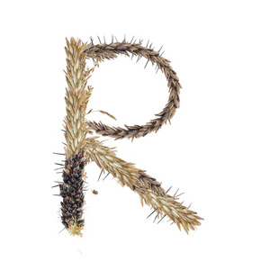 干高粱小穗的字母 R, 草和玉米花序的叶片, 在白色背景下分离
