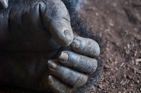 大猩猩的手图片