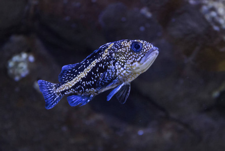 在一家水族馆中国石斑鱼