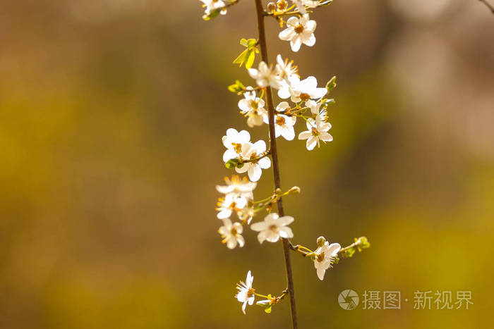 开花樱桃在阳光下, 白色花朵在一个模糊的绿色背景, 樱桃树枝在城市花园, 复制空间, 模糊的自然背景, 树上的绿叶