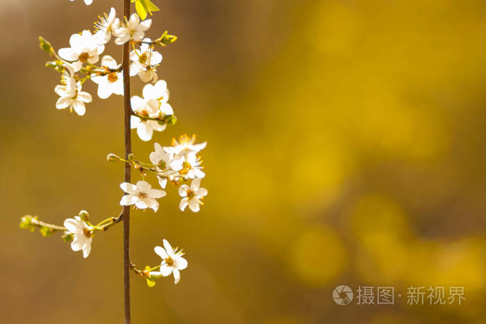 开花樱桃在阳光下, 白色花朵在一个模糊的绿色背景, 樱桃树枝在城市花园, 复制空间, 模糊的自然背景, 树上的绿叶