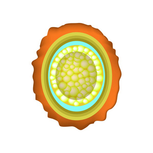 蛔虫的卵受精了。蛔虫卵的结构。图表.独立背景上的矢量插图