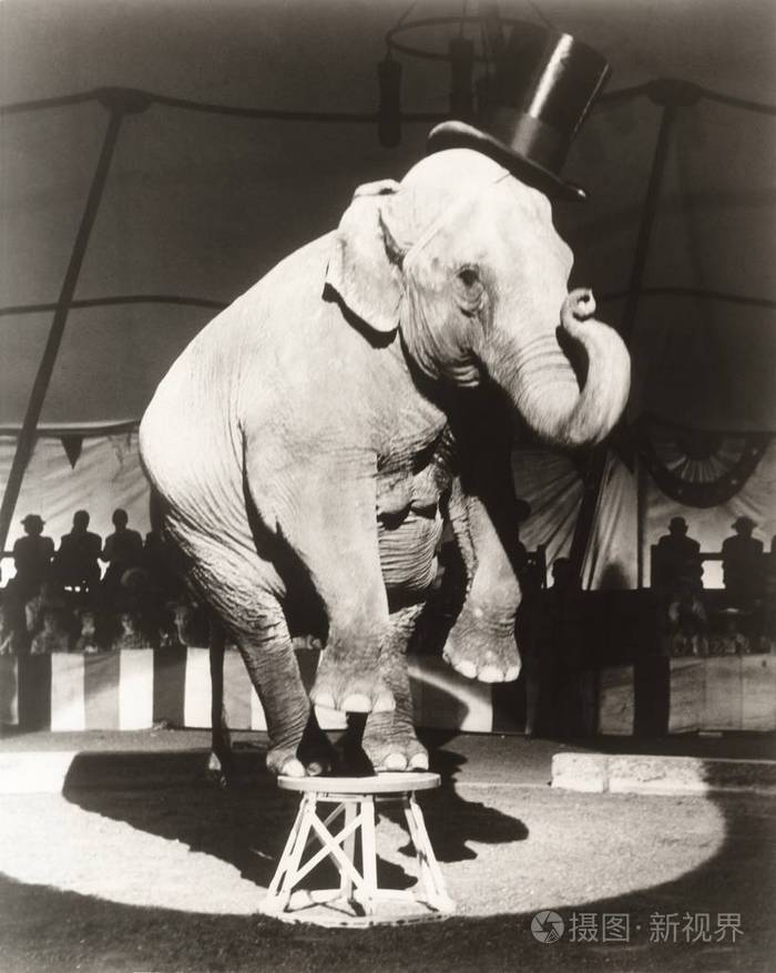 大象在凳子上执行