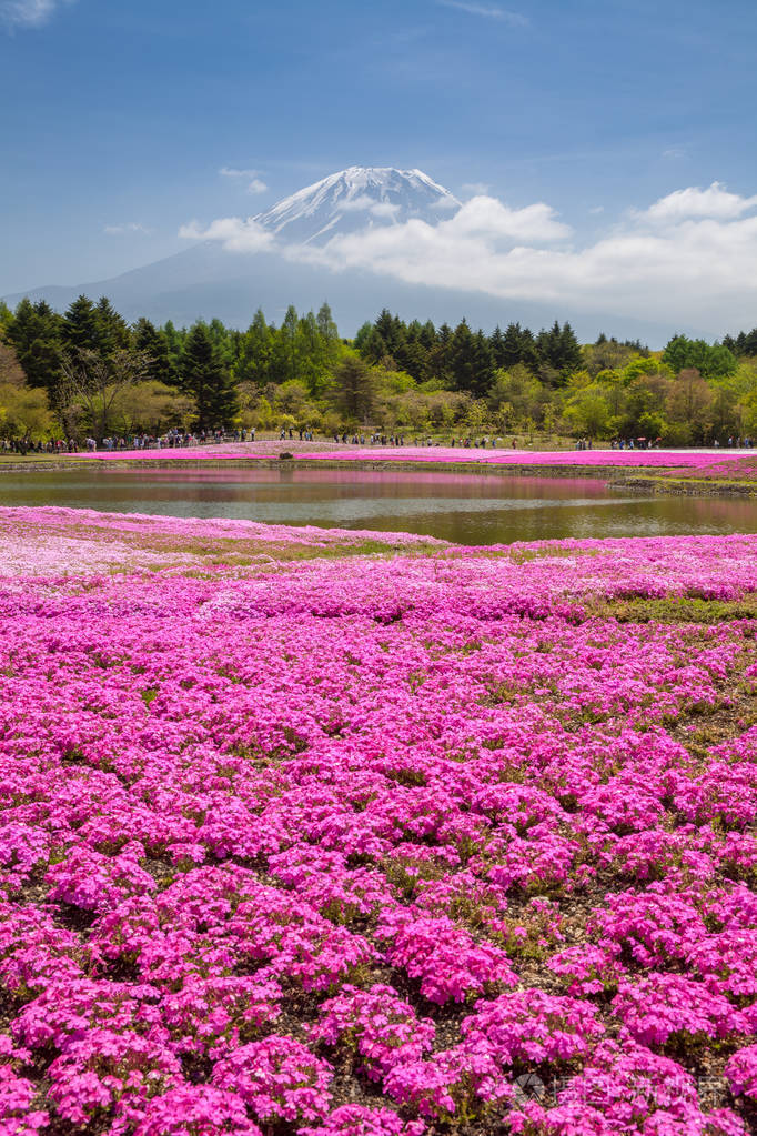 日本春季的富士山和粉红色苔藓田