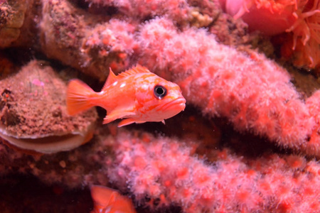 水下生活小粉红色鱼和粉红珊瑚图片