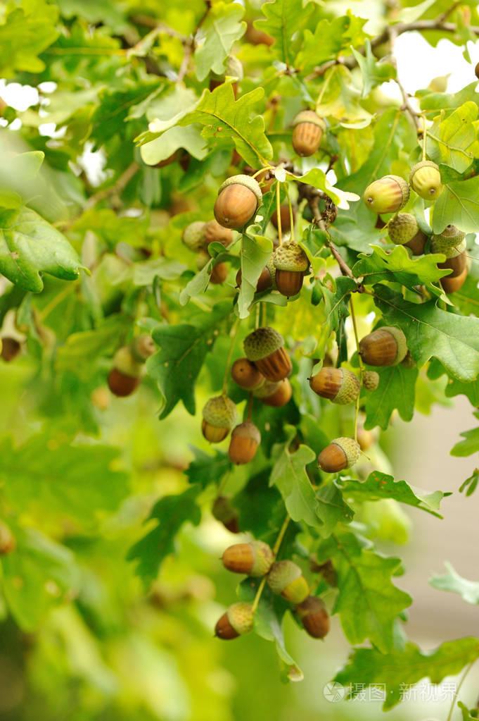 橡木树枝上的许多橡子水果对绿色模糊的背景