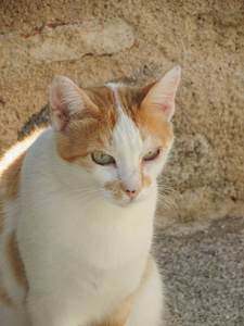 红花猫家养猫温顺又名猫 catus 或猫 silvestris 哺乳动物动物