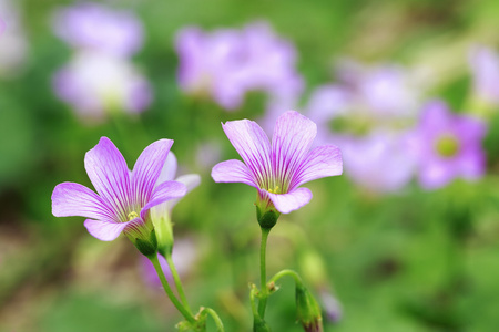 粉红色的酢浆草酢浆草 articulata 亚种