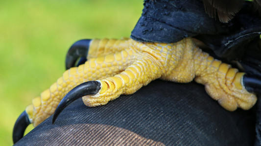 老鹰的爪子图片