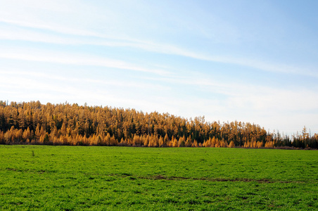 明亮的绿色草地，在秋日的田野。定了调子的照片
