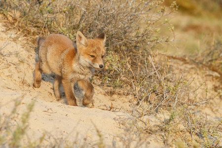 野生狐幼崽的自然环境观