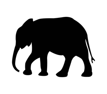 在白色背景上的插图的剪影大象