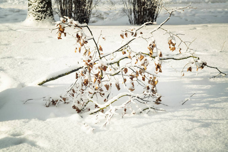 树木在冬季公园的雪