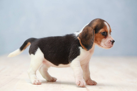 小可爱的小狗比格犬抬头照片