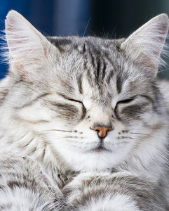 美西伯利亚猫，银版成人