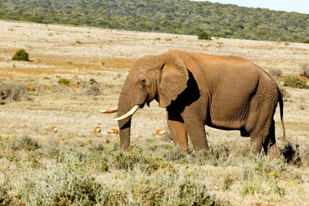非洲布什大象用鼻子在草丛中