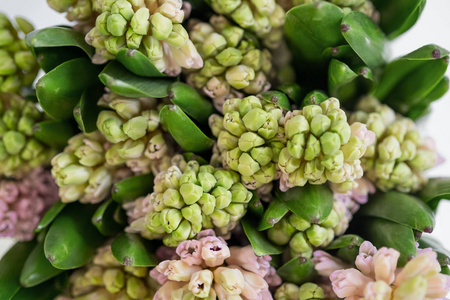 特写颜色风信子花花束, 顶部视图