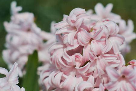 在绿色花坛上特写粉红色风信子花, 选择性聚焦