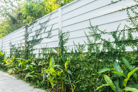 墙上的叶子图片