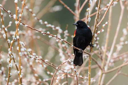 黑鸟栖息在树枝上