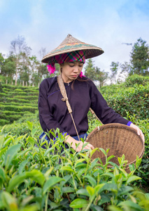 亚洲妇女正在在茶园摘茶叶