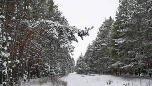 那年冬天风图片