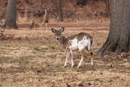 白尾鹿在树林附近放牧