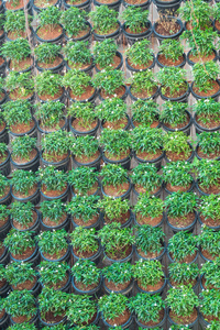 绿色植物或绿色叶子墙壁背景