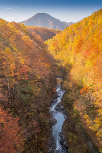 日本秋季福岛 Nakatsugawa 峡