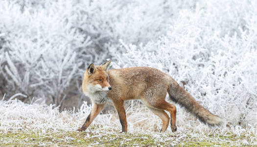 红狐狸穿过雪地