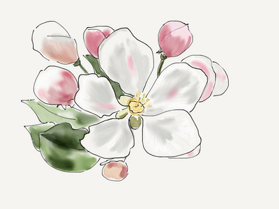 手绘苹果树图片