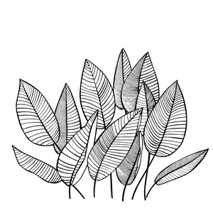 热带棕榈叶。矢量插图。雕刻的丛林叶子