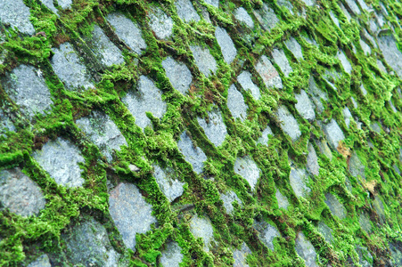 石墙上的苔藓, 古老的石墙