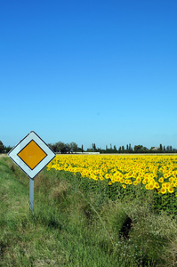 向日葵和主要道路标志领域