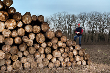 Lumberjak 与树干