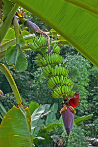 花园里的树上种植的香蕉